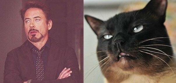 Роберт-Дауни младший с собакой