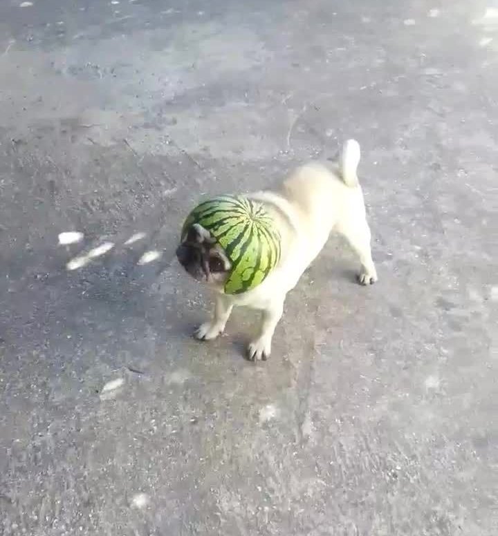Собака в арбузе