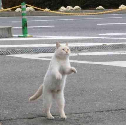 Кот на двух лапах