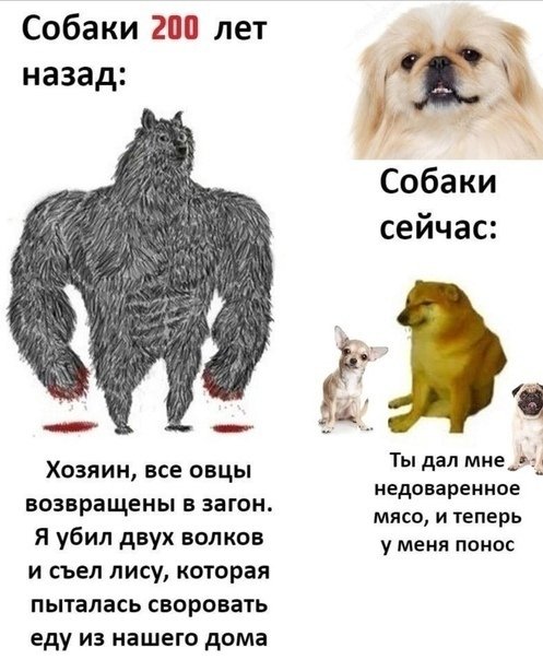 Собака 200 лет назад и сейчас Мем