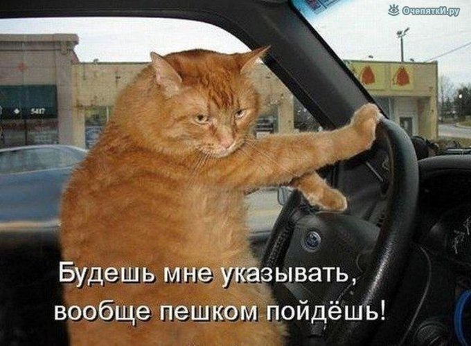 Рыжий кот за рулем