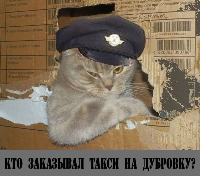 Котик водитель