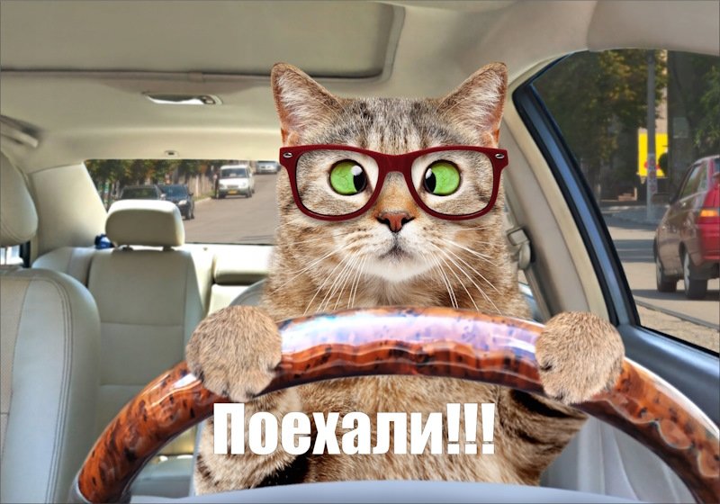 Котики в машине за рулем