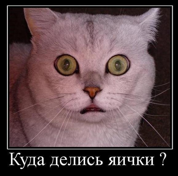 Кастрированный кот демотиватор