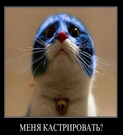 Смешные картинки про кастрированных котов