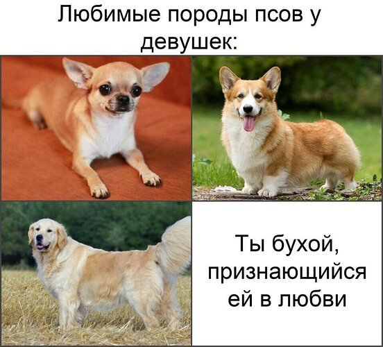 Популярные породы собак