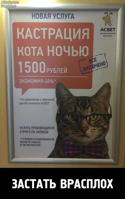 Шутки про кастрированных котов