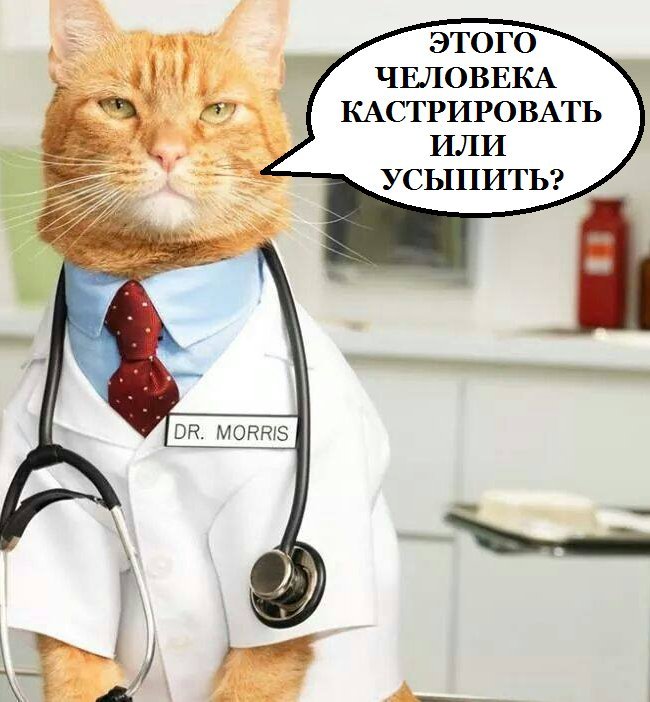 Кастрация котов приколы