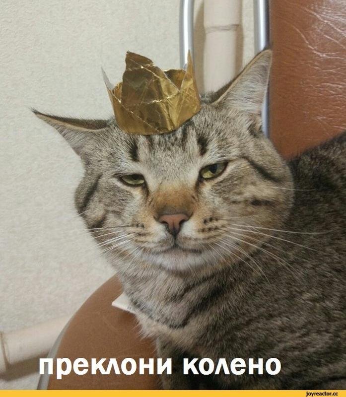 Кот в короне Мем
