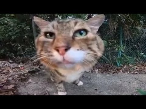 Кот носок из тик тока