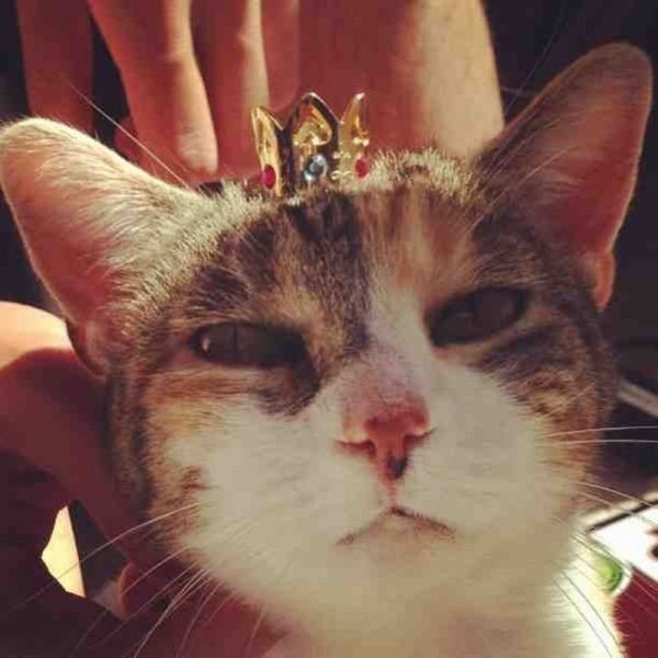 Котик с короной