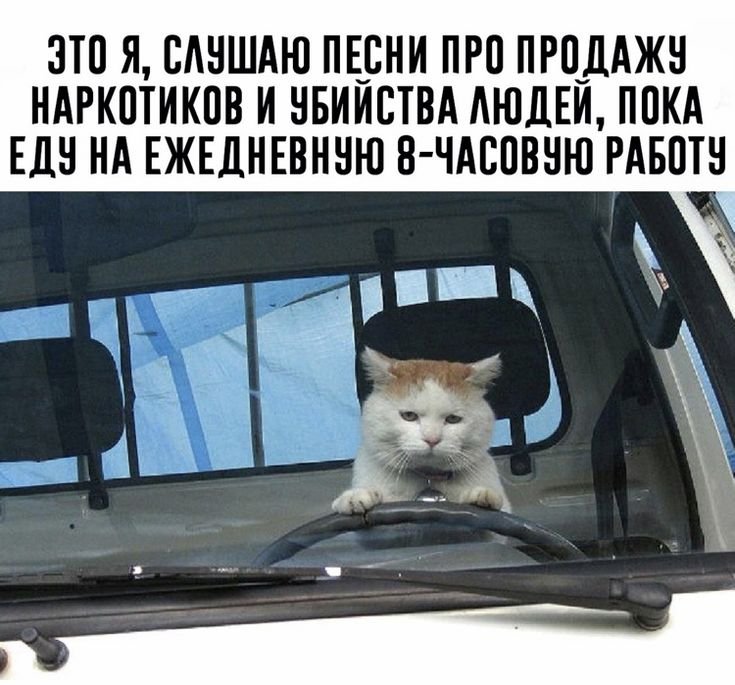Коты в машине
