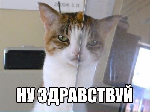 Кот смешной здоровается