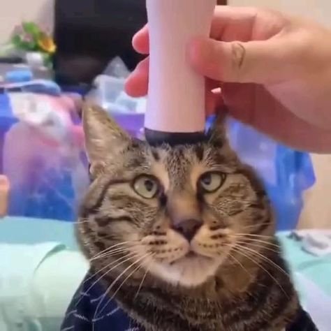 Массаж головы кота