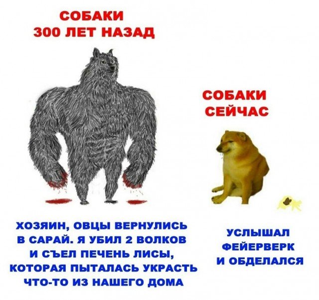 Мем собаки раньше