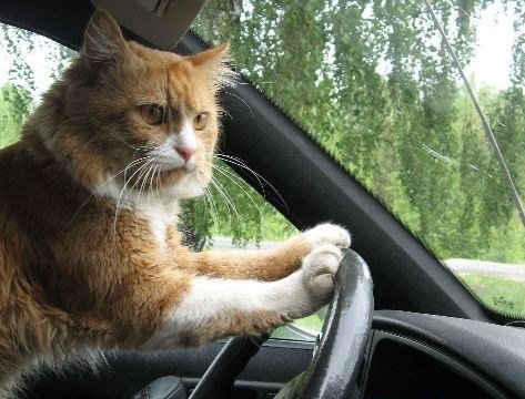 Рыжий кот за рулем