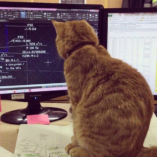 Кот инженер