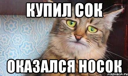 Коты из мемов носок