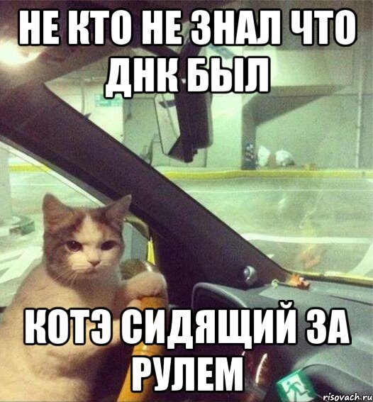 Кот водитель