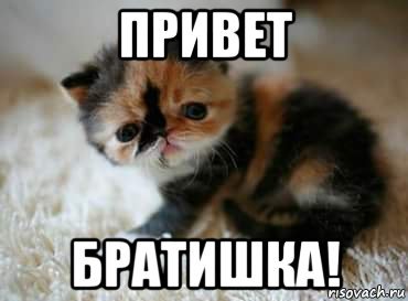 Привет братишка картинки