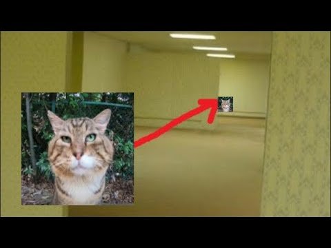 Кот носок Мем из тик