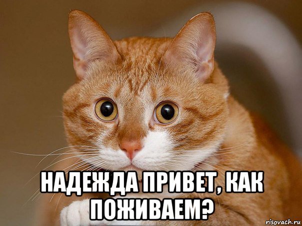 Привет Надюша