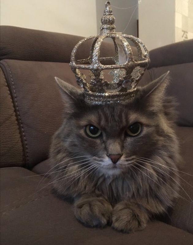 Кот с короной на голове