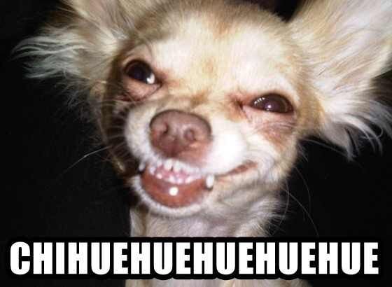 Смешные чихуахуа