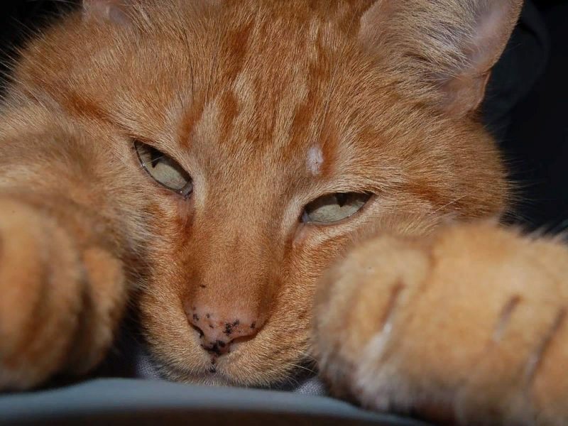 Кот закатил глаза