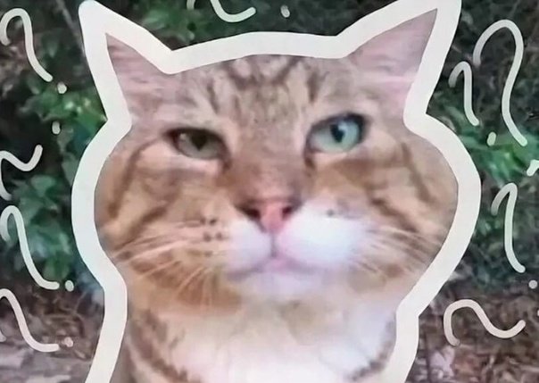 Кот носок Мем из тиктока на аву