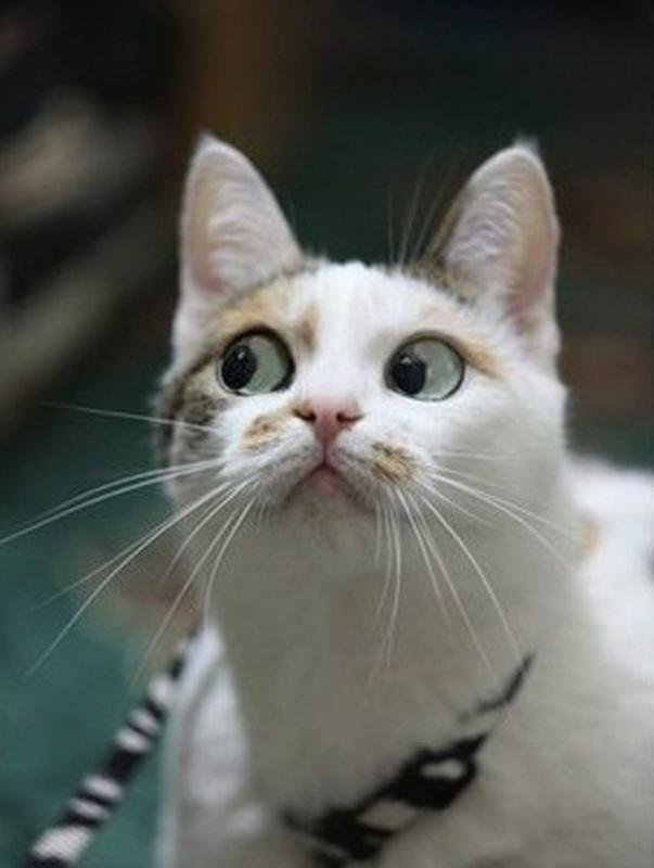 Мемы с надписями с котами ЪУЪ