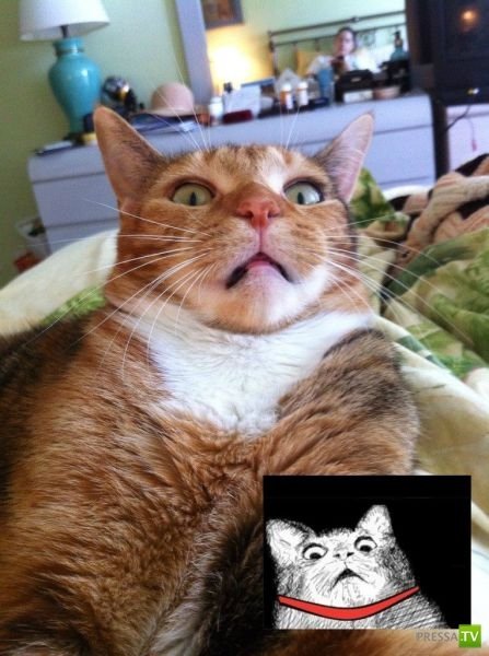 УГАРНЫЙ кот