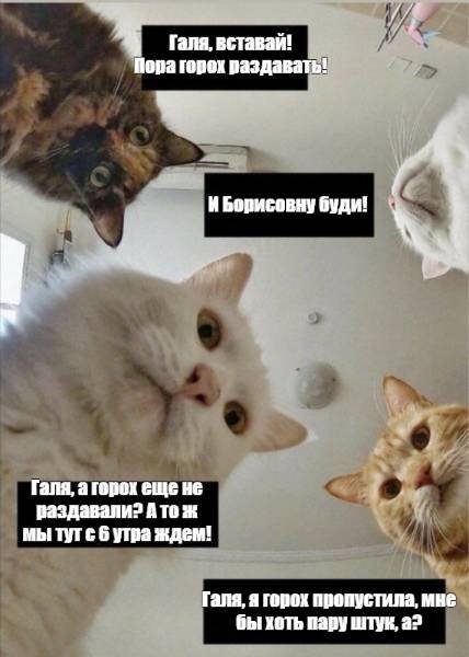 Мемы с котиками