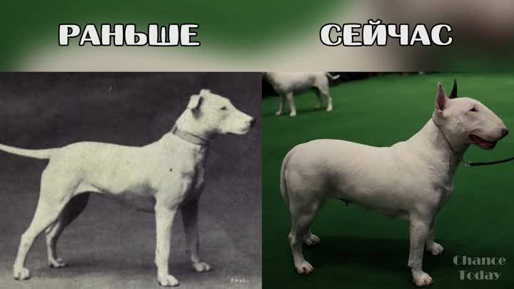 Бультерьер селекция породы