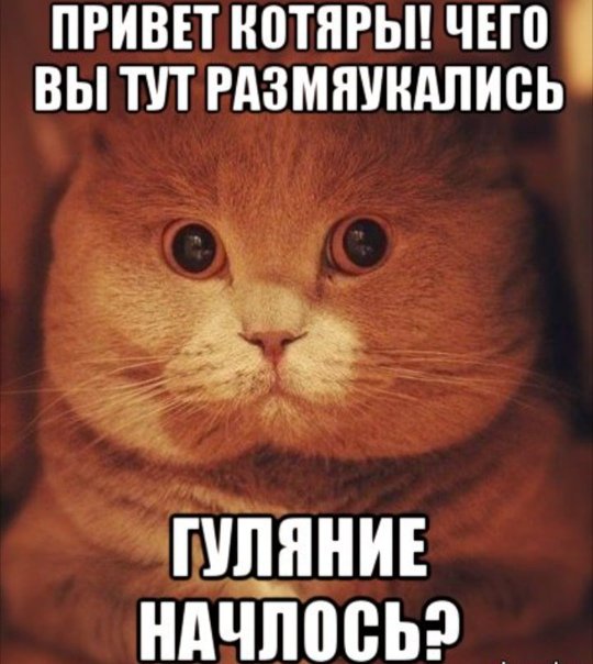 Мемы с котиками привет
