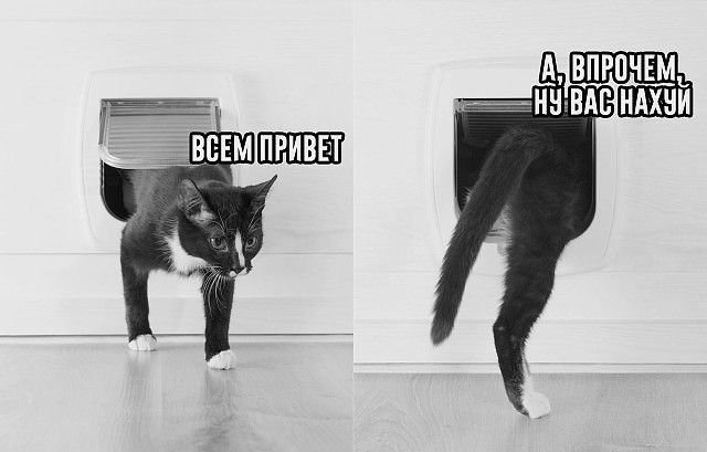 Всем привет