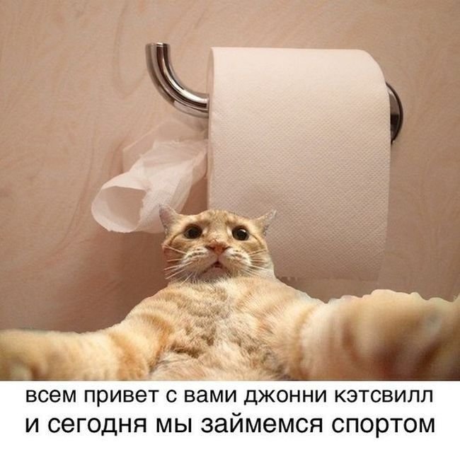 Мемы про котов Джонни Кэтсвилл