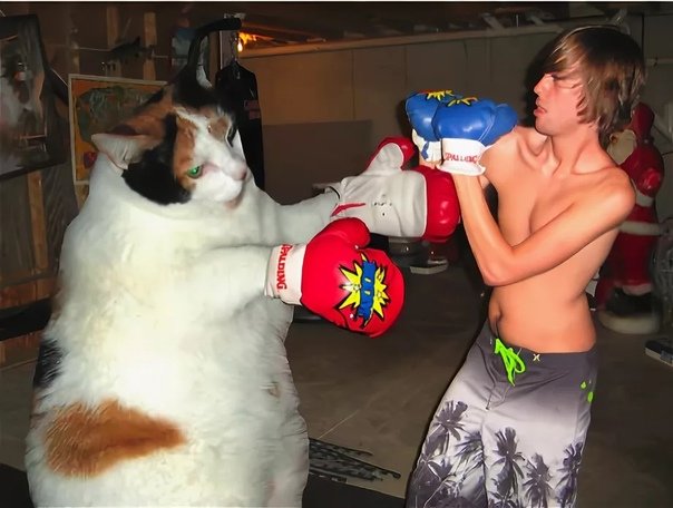 Коты в боксёрских перчатках