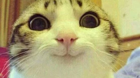 Кот ухмыляющийся