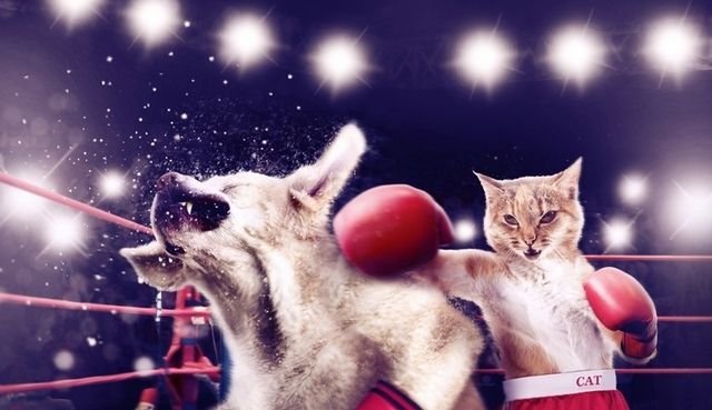 Кот на ринге