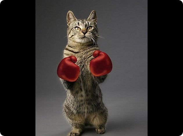 Котик в боксерских перчатках