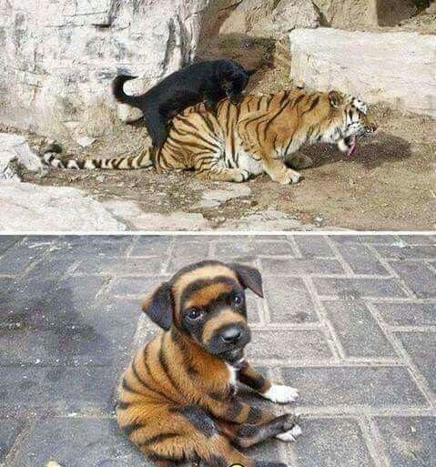 Овчарка и тигр