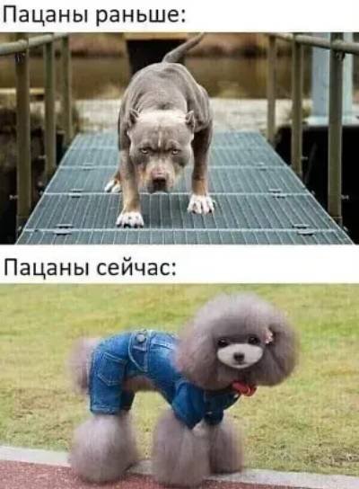 Вперед собаки