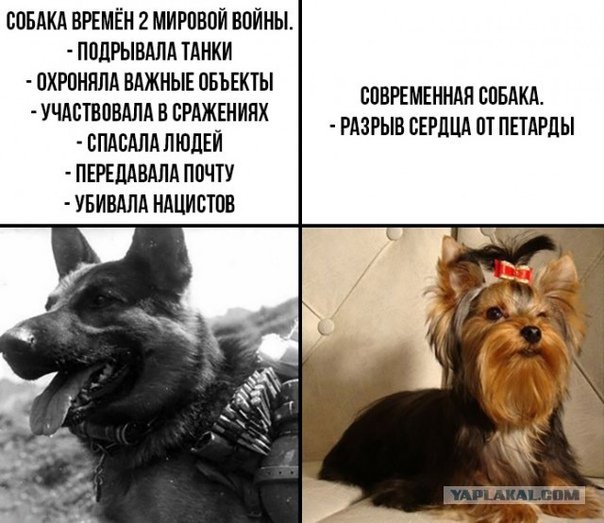 Шутки про собак