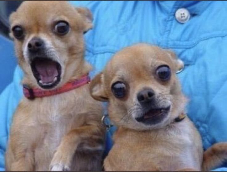 Улыбающаяся собака чихуахуа