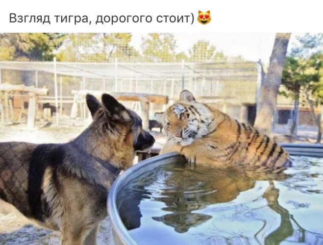 Собака тигр