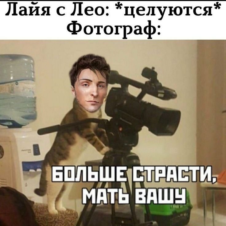 Кот с камерой