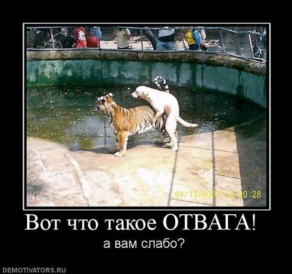 Тигр демотиватор