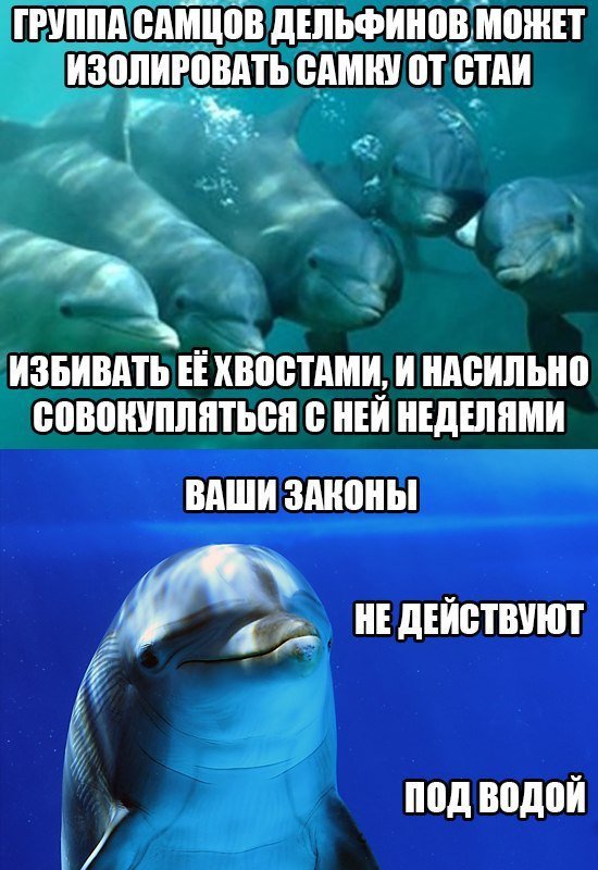 Человек дельфин