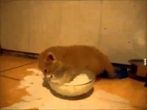 Котёнок упал в миску